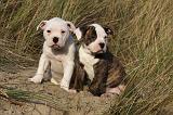 BOULEDOGUE AMERICAIN 186